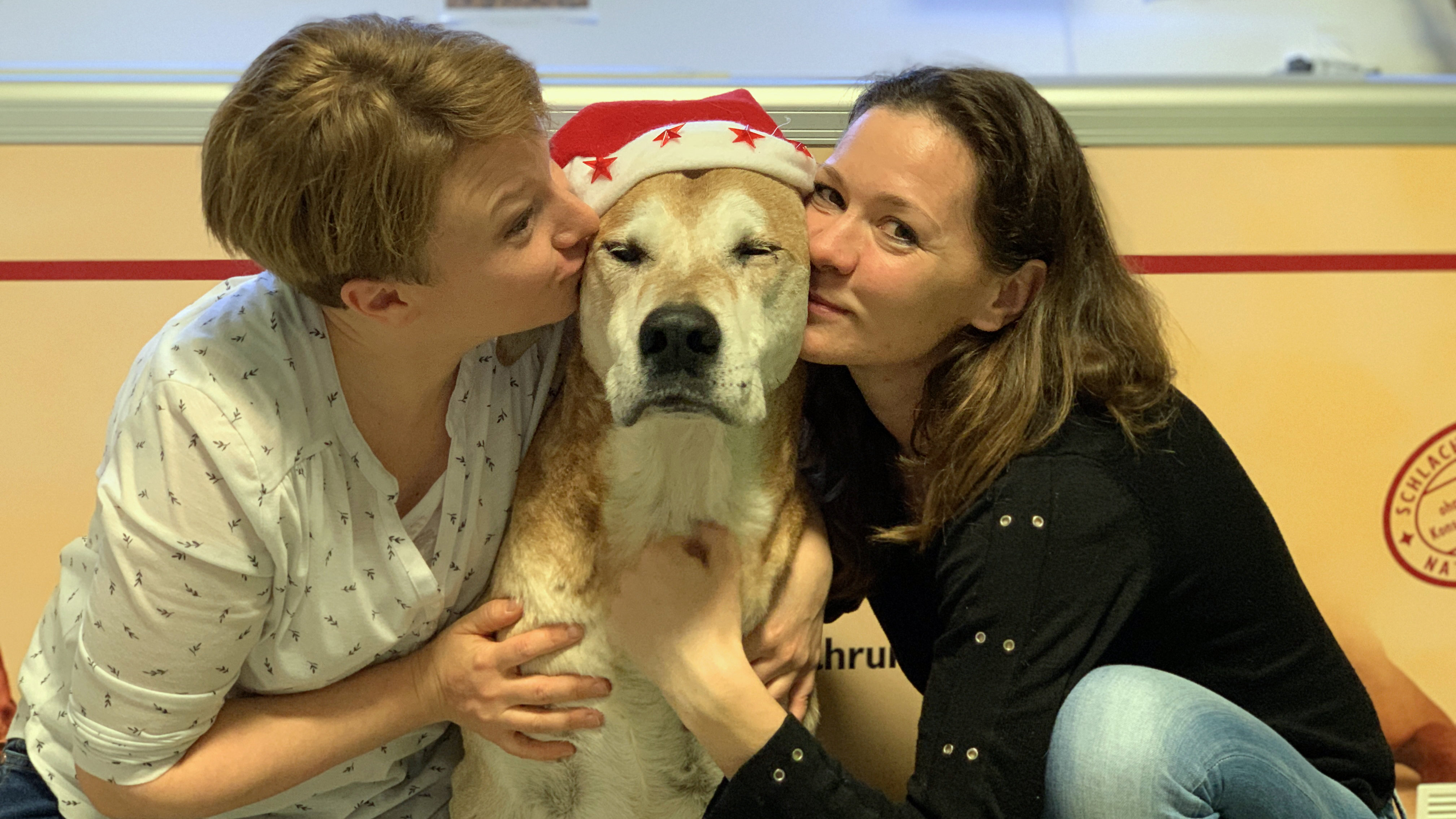 Zabello Haustier Shop Gesundes Futter Für Hund Katze Co
