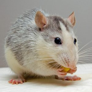 Mäuse und Ratten