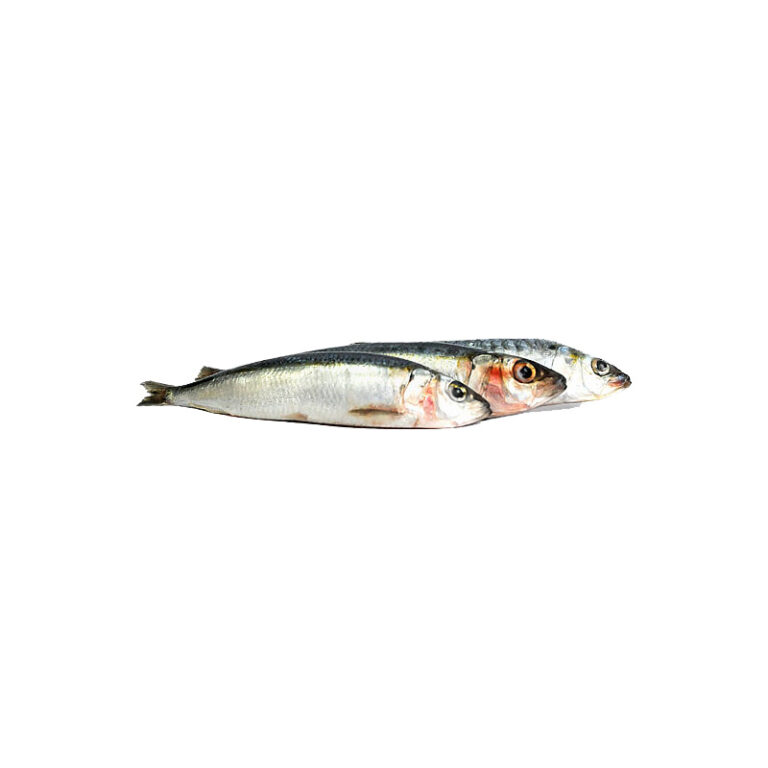 TACKENBERG Sardinen, 500g