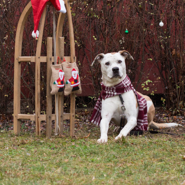 Tierheim Zossen Mac´s Dog 4x 800g ZABELLO