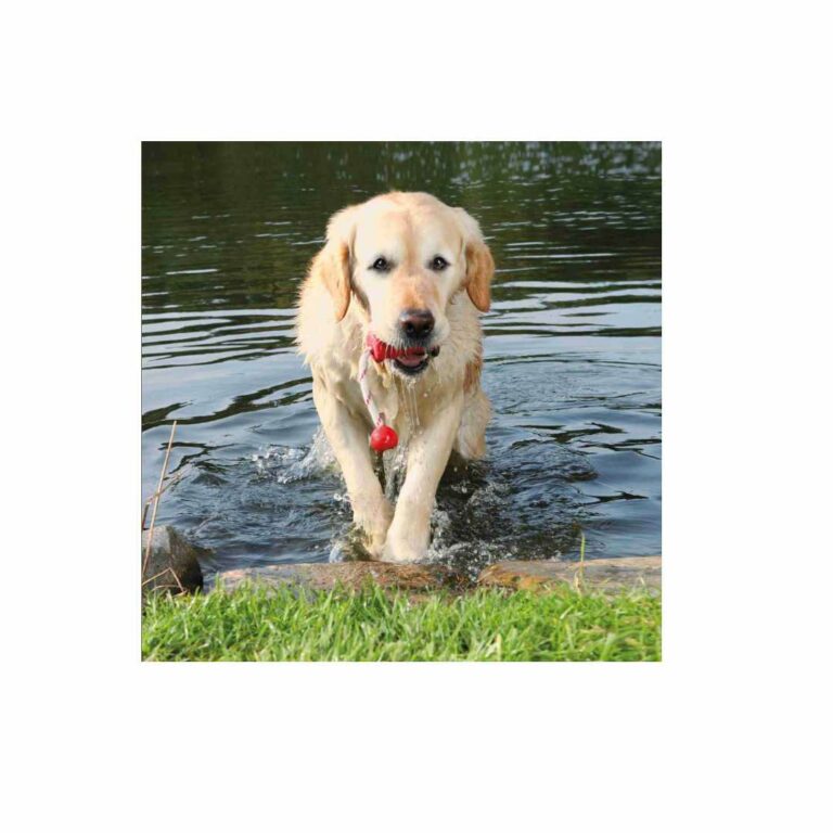 TRIXIE Dog Activity MOT-Fun, schwimmt – Bild 2