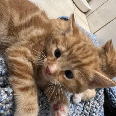 *Weihnachtswunsch* Berliner Katzenschutz | Spielrolle für Carlo und seine Gang