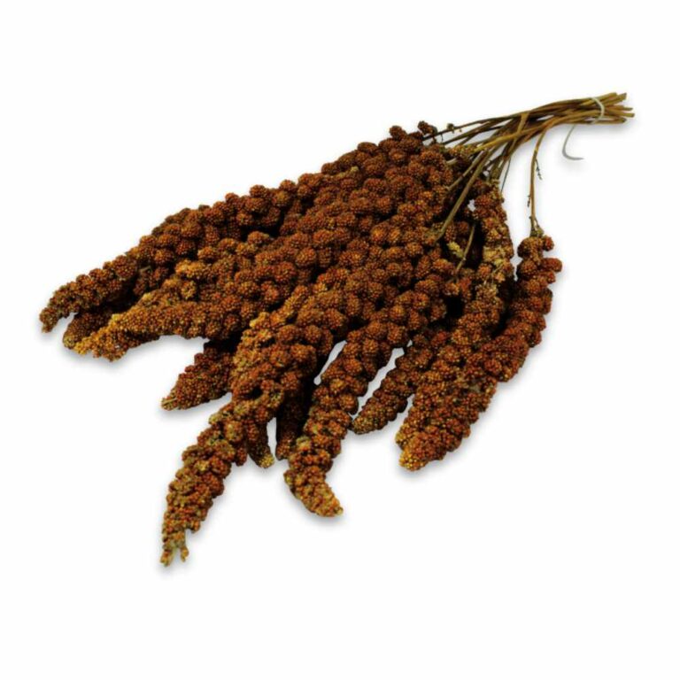 Tierheim Meissen | JR FARM Kolbenhirse rot, 500g – Bild 2