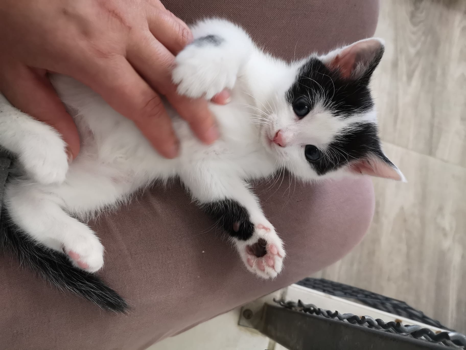 *Weihnachtswunsch* Berliner Katzenschutz e.V. | Kuschelhöhle – Bild 3