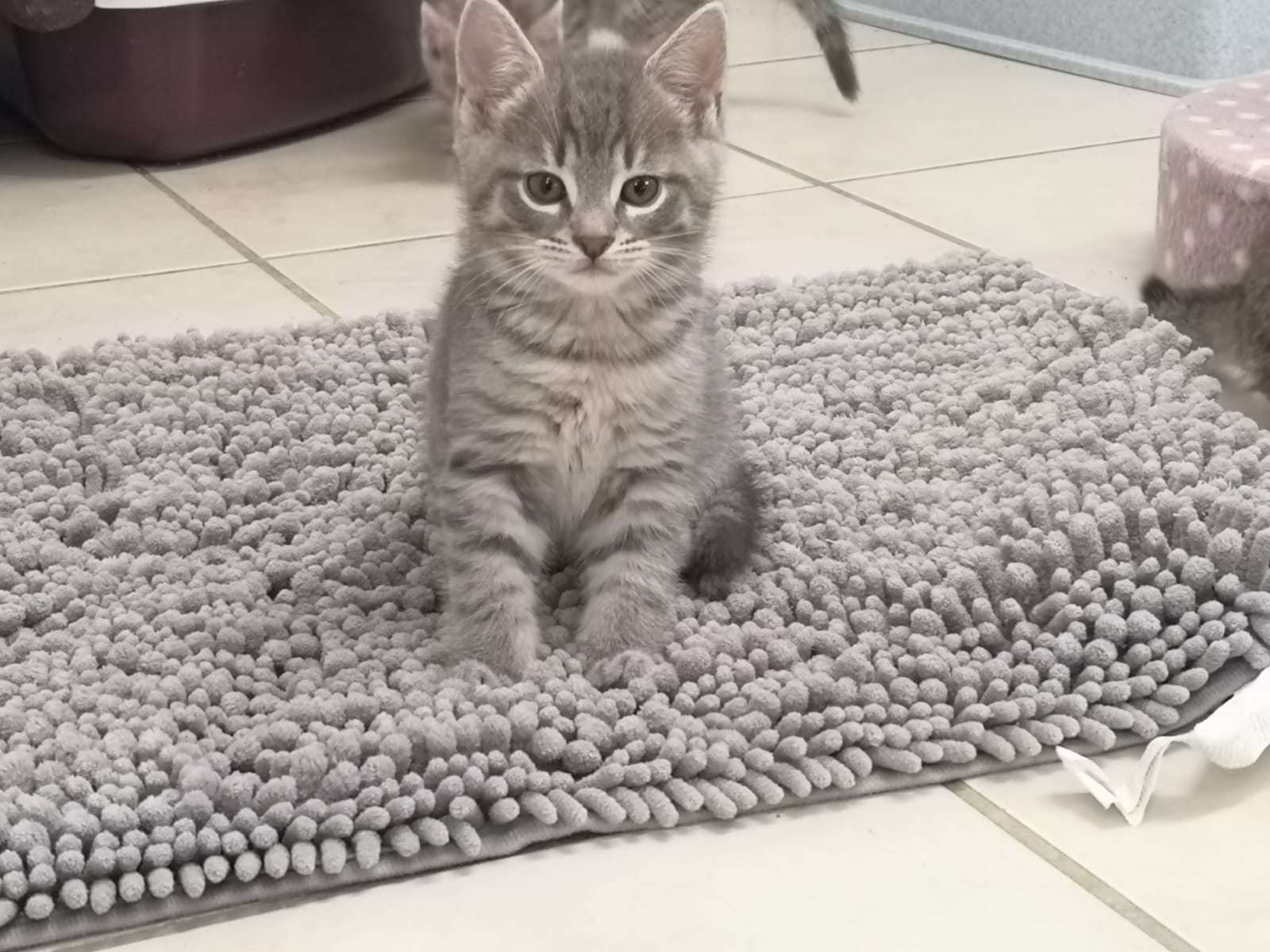 *Weihnachtswunsch* Berliner Katzenschutz | Kuschelhöhle Mila – Bild 3