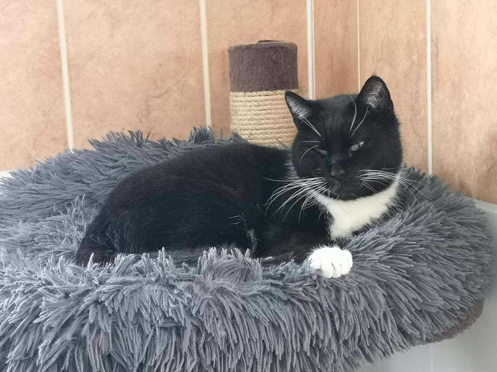 *Weihnachtswunsch* Berliner Katzenschutz | Kuschelhöhle Mila – Bild 2