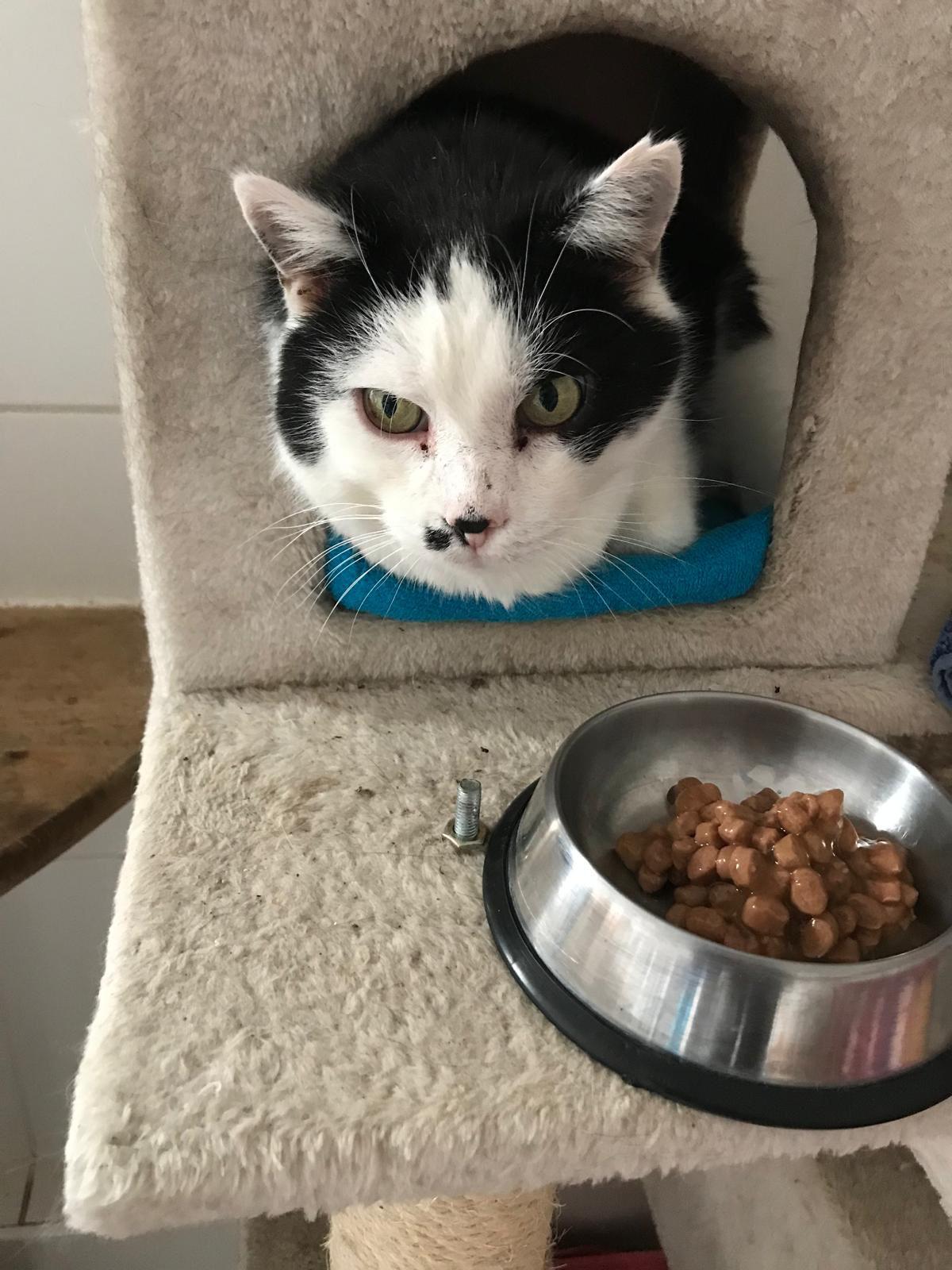 Berliner Katzenschutz | Kratzbaum Palamos – Bild 2