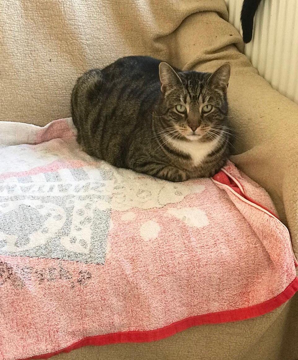 *Weihnachtswunsch* Berliner Katzenschutz e.V. | Kuschelhöhle – Bild 2