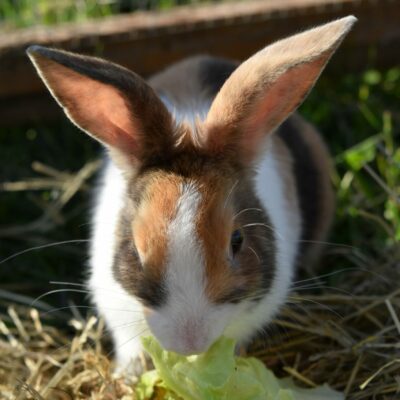 Hauskaninchen