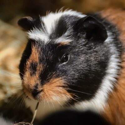 Hausmeerschweinchen