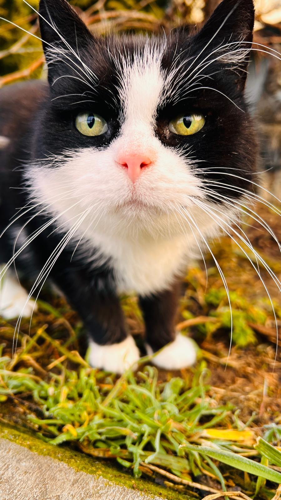 *Weihnachtswunsch* Berliner Katzenschutz | Josera Katzenfutter NatureCat – Bild 2