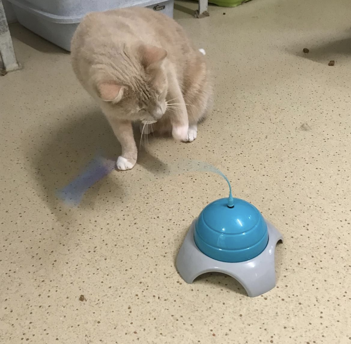 *Weihnachtswunsch* Berliner Katzenschutz e.V. | Catch Me mit Fernbedienung – Bild 2