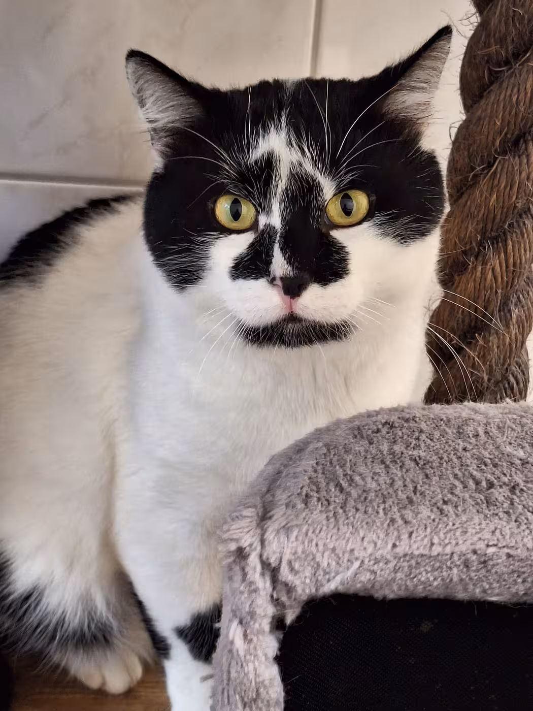 *Weihnachtswunsch* Tierheim Crimmitschau | Animonda Carny Cat Drink 140ml, div. Sorten – Bild 3