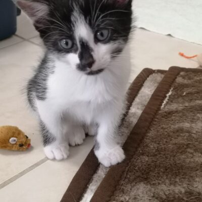 *Weihnachtswunsch* Berliner Katzenschutz | Korkball