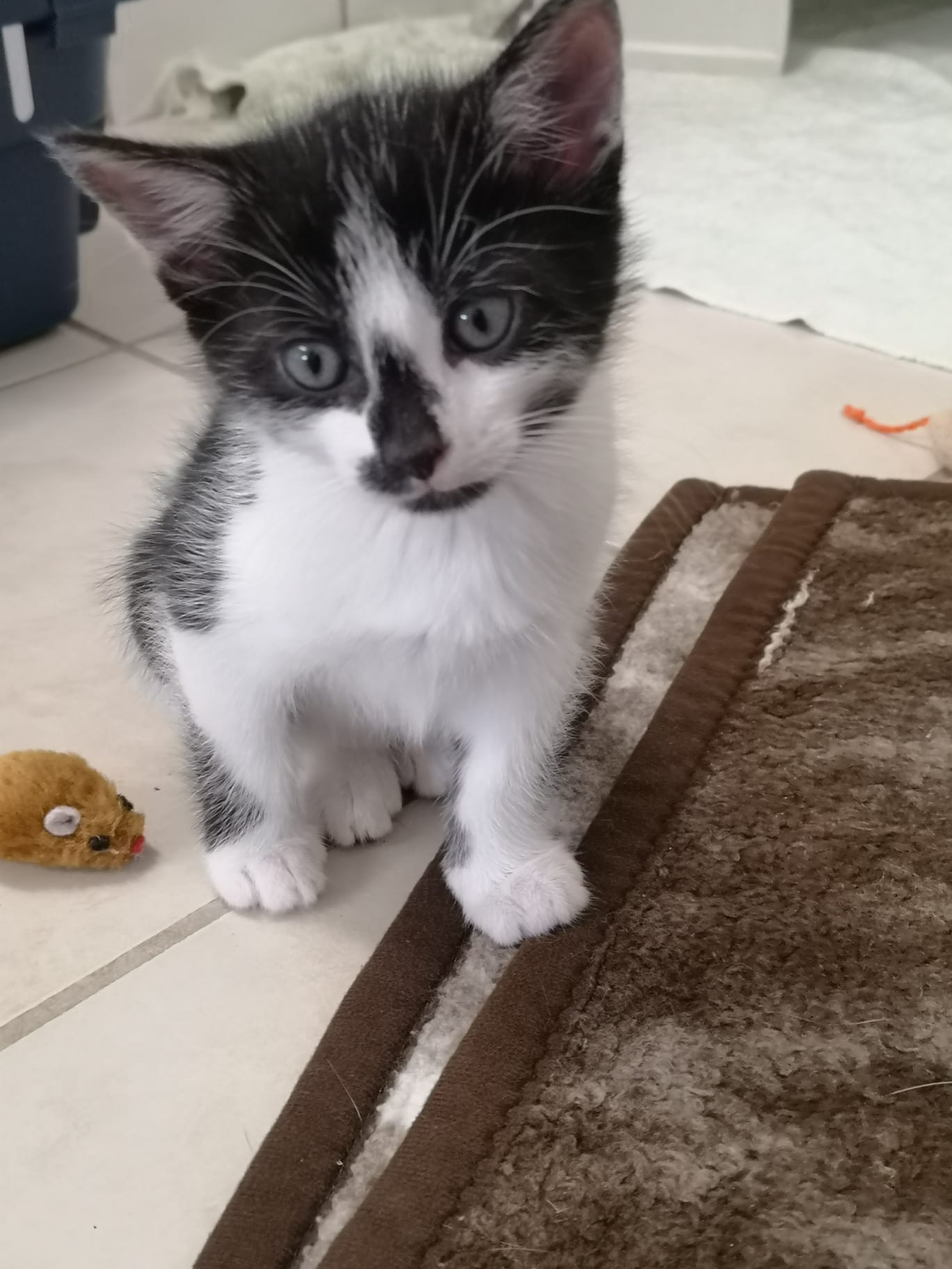 *Weihnachtswunsch* Berliner Katzenschutz e.V. | Maus – Bild 3