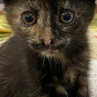 *Weihnachtswunsch* Berliner Katzenschutz e.V. | Igelball