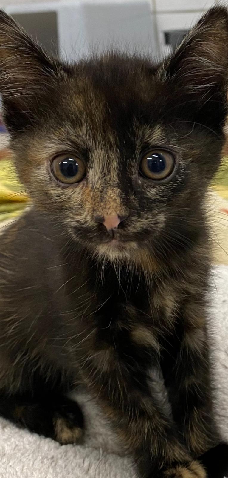 *Weihnachtswunsch* Berliner Katzenschutz e.V. | Igelball