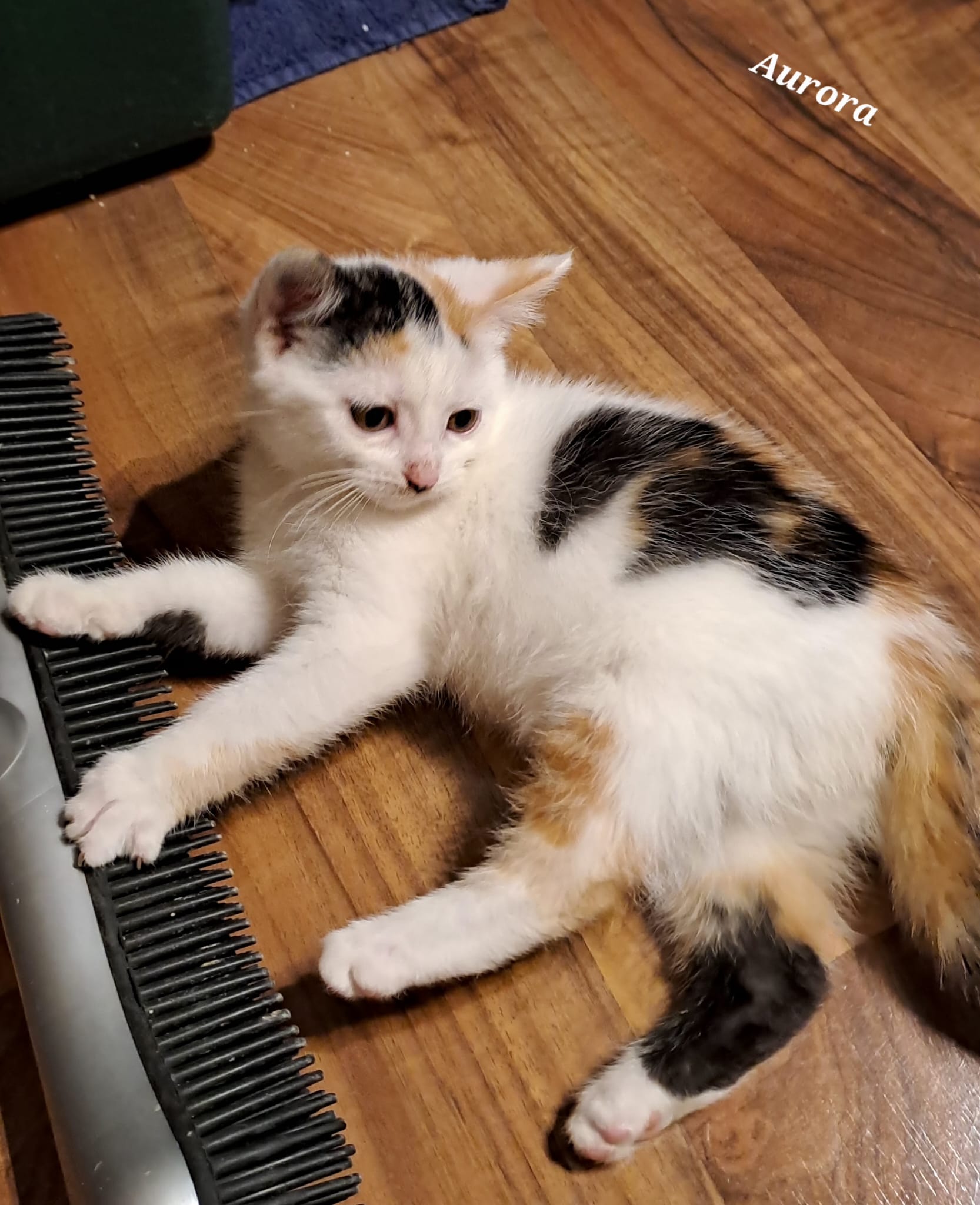 Kitty München e.V. | Kuschelbett Beeztees MINUS ONE KORB XANA – Bild 2