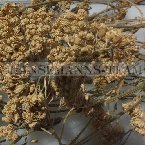 Tierheim Dorf Mecklenburg | Schafgarbe mit Blüten 250g