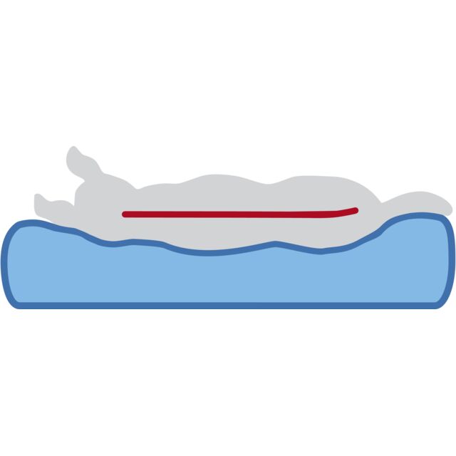 *Weihnachtswunsch* Tierheim Kehl | Vital Matratze Lonni – Bild 3