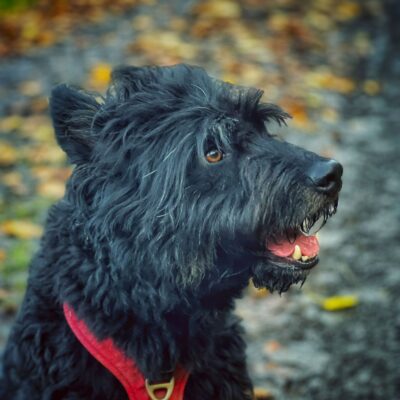 *Weihnachtswunsch* Tierheim Mayen - Liegematte Felicia für Tommy