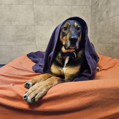 *Weihnachtswunsch* Tierheim Mayen - Karottenflocken