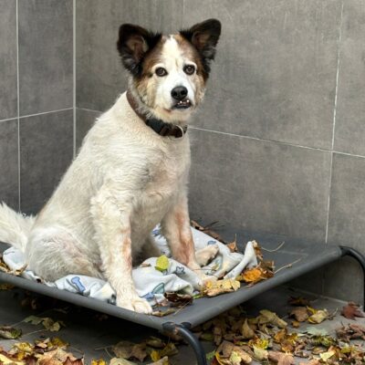 *Weihnachtswunsch* Tierheim Mayen - Vital Matratze Lonni