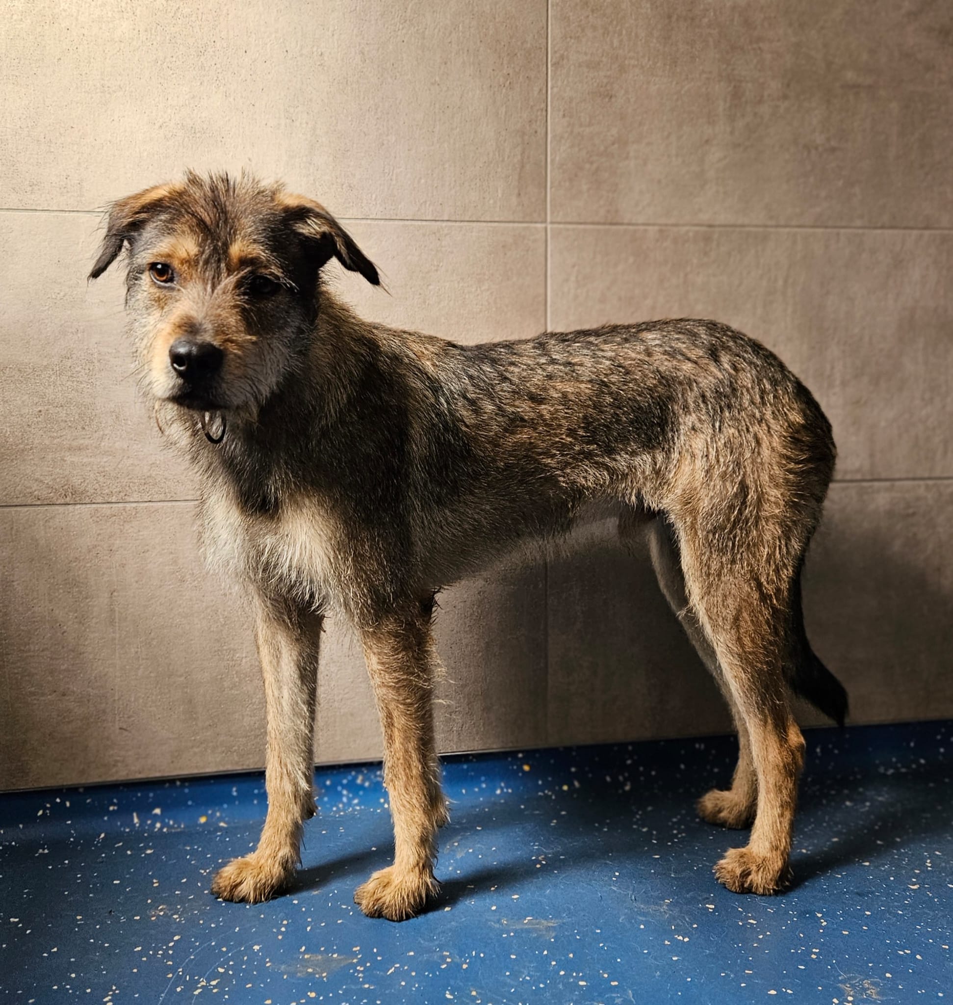 *Weihnachtswunsch* Tierheim Mayen - Hide'n'Sniff Bowl – Bild 3