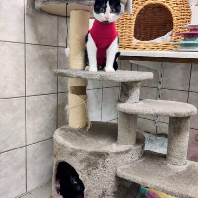 *Weihnachtswunsch* Tierheim Mayen | 2x MACs Cat diverse Größen