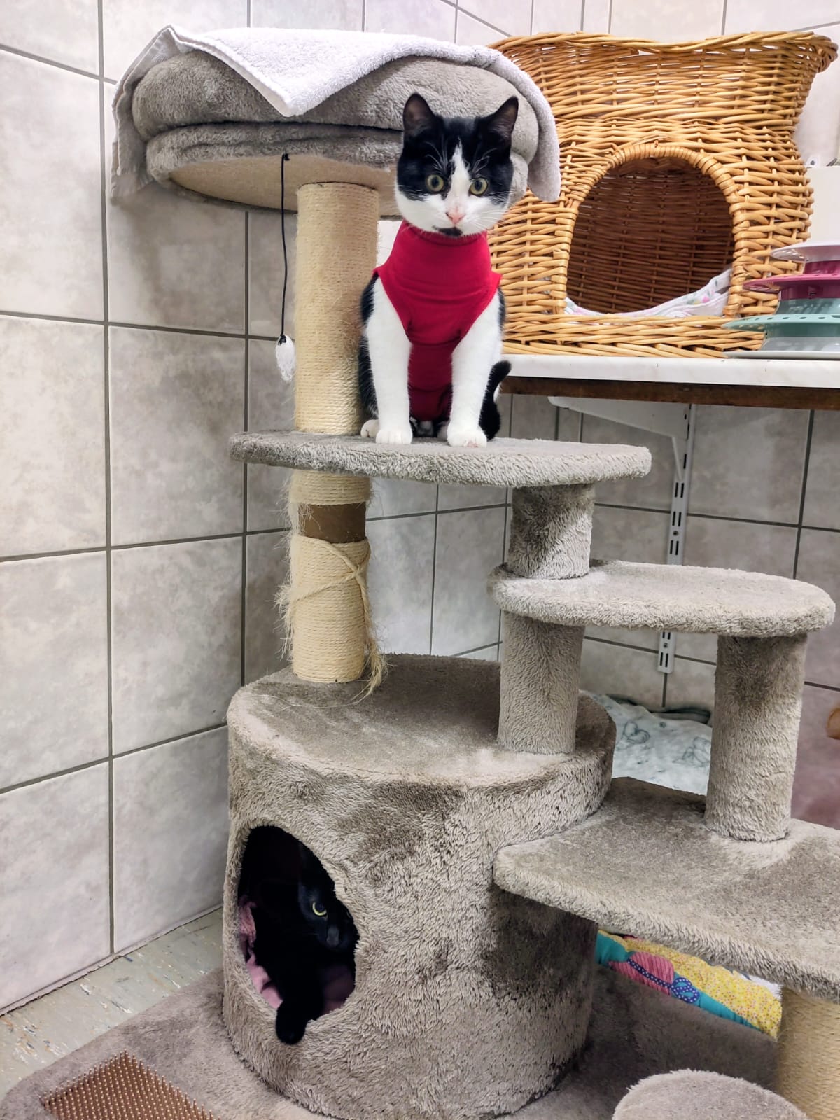 *Weihnachtswunsch* Tierheim Mayen | 2x MACs Cat diverse Größen und Sorten